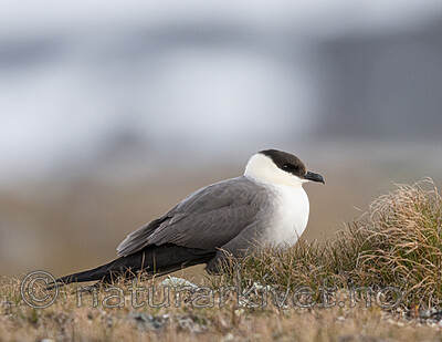 BB_20170626_0392 / Stercorarius longicaudus / Fjelljo