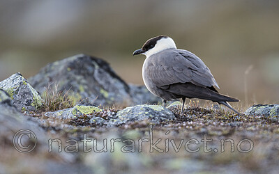 BB_20170626_0466 / Stercorarius longicaudus / Fjelljo