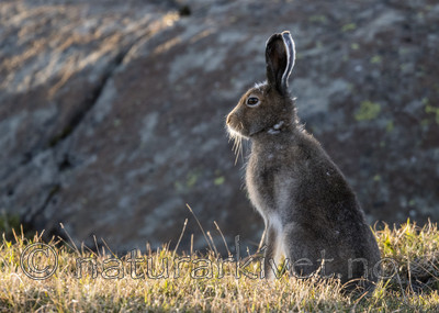 BB_20170627_0007 / Lepus timidus / Hare