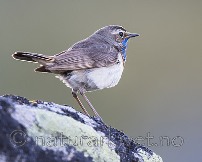 BB_20170628_0064 / Luscinia svecica / Blåstrupe