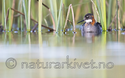 BB_20170628_1137 / Phalaropus lobatus / Svømmesnipe