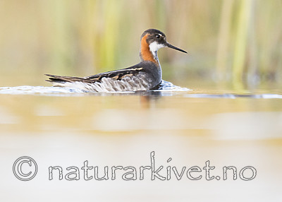 BB_20170628_1551 / Phalaropus lobatus / Svømmesnipe