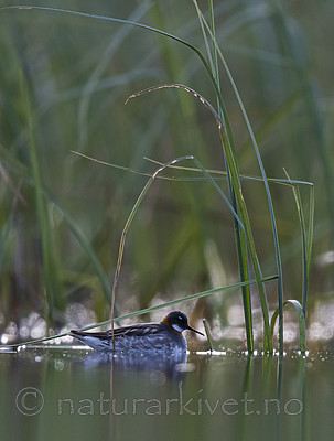 BB_20170629_0135 / Phalaropus lobatus / Svømmesnipe