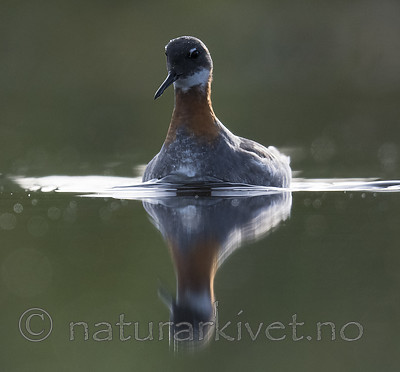 BB_20170629_0173 / Phalaropus lobatus / Svømmesnipe
