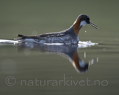 BB_20170629_0194 / Phalaropus lobatus / Svømmesnipe