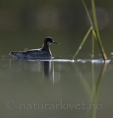 BB_20170629_0313 / Phalaropus lobatus / Svømmesnipe