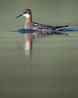 BB_20170629_1156 / Phalaropus lobatus / Svømmesnipe