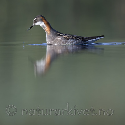 BB_20170629_1172 / Phalaropus lobatus / Svømmesnipe