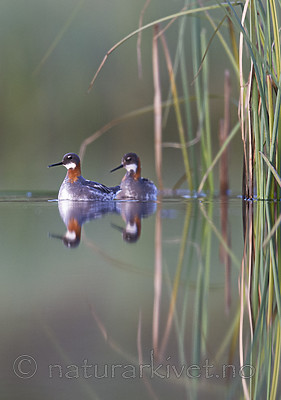 BB_20170629_1251 / Phalaropus lobatus / Svømmesnipe