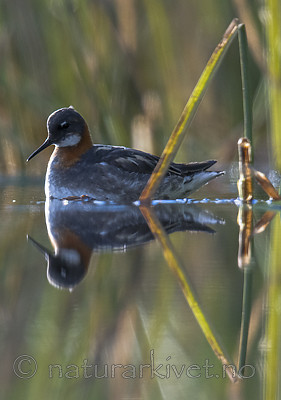 BB_20170630_0346 / Phalaropus lobatus / Svømmesnipe