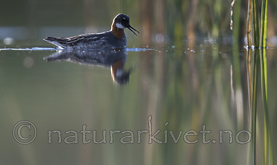 BB_20170630_0390 / Phalaropus lobatus / Svømmesnipe