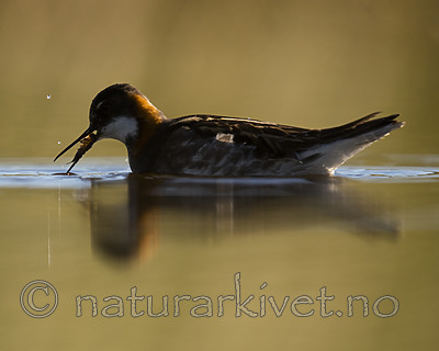 BB_20170630_0752 / Phalaropus lobatus / Svømmesnipe