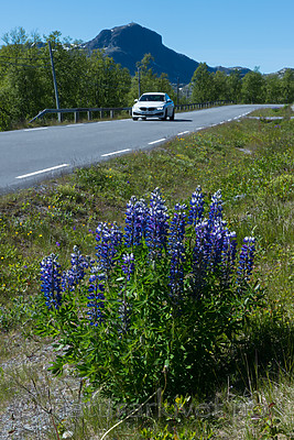 BB_20170630_0858 / Lupinus nootkatensis / Sandlupin