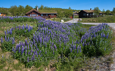 BB_20170630_0866 / Lupinus nootkatensis / Sandlupin