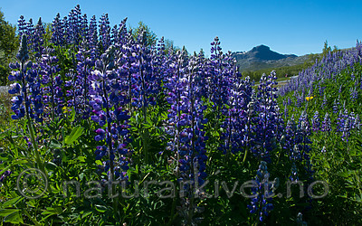 BB_20170630_0888 / Lupinus nootkatensis / Sandlupin