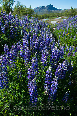 BB_20170630_0889 / Lupinus nootkatensis / Sandlupin