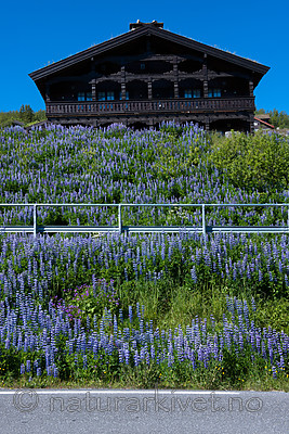 BB_20170630_0898 / Lupinus nootkatensis / Sandlupin