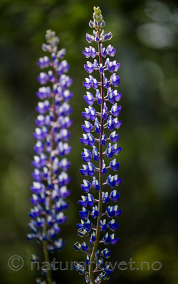 BB_20170701_0276 / Lupinus polyphyllus / Hagelupin