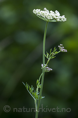 BB_20170709_0011 / Selinum carvifolia / Krusfrø
