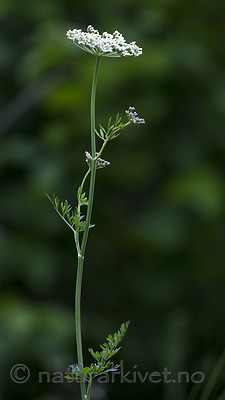 BB_20170709_0014 / Selinum carvifolia / Krusfrø