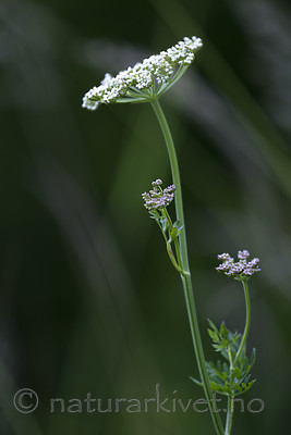 BB_20170709_0015 / Selinum carvifolia / Krusfrø