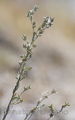 BB_20170716_0070 / Logfia minima / Gaffelullurt