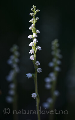 BB_20170728_0029 / Goodyera repens / Knerot