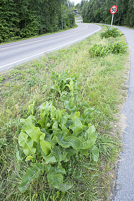 BB_20170730_0001 / Armoracia rusticana / Pepperrot