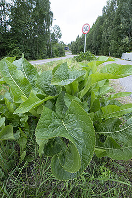 BB_20170730_0008 / Armoracia rusticana / Pepperrot