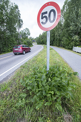 BB_20170730_0015 / Armoracia rusticana / Pepperrot