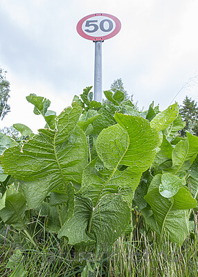 BB_20170730_0017 / Armoracia rusticana / Pepperrot