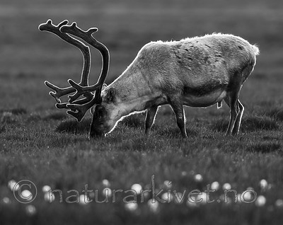 BB_20170801_0140 / Rangifer tarandus platyrhynchus / Svalbardrein