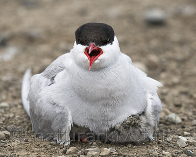 BB_20170802_0128 / Sterna paradisaea / Rødnebbterne