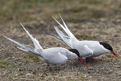 BB_20170802_0287 / Sterna paradisaea / Rødnebbterne
