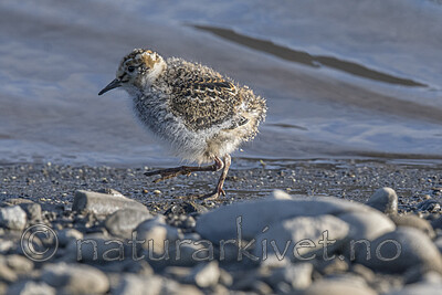 BB_20170802_1192 / Calidris maritima / Fjæreplytt
