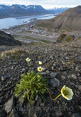 BB_20170804_0095 / Papaver dahlianum / Polarvalmue