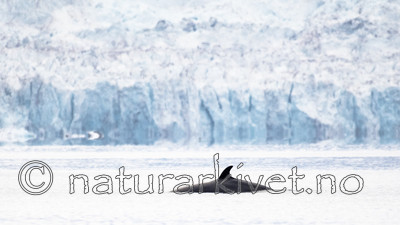 BB_20170806_0470 / Balaenoptera acutorostrata / Vågehval