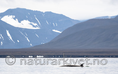 BB_20170806_0513 / Balaenoptera acutorostrata / Vågehval