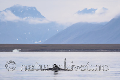 BB_20170806_0572 / Balaenoptera acutorostrata / Vågehval