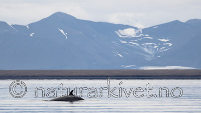 BB_20170806_0579 / Balaenoptera acutorostrata / Vågehval