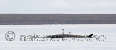 BB_20170806_0583 / Balaenoptera acutorostrata / Vågehval