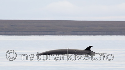 BB_20170806_0586 / Balaenoptera acutorostrata / Vågehval