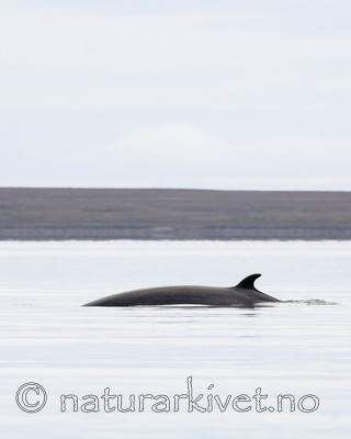 BB_20170806_0587 / Balaenoptera acutorostrata / Vågehval