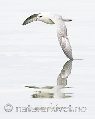 BB_20170806_0631 / Fulmarus glacialis / Havhest