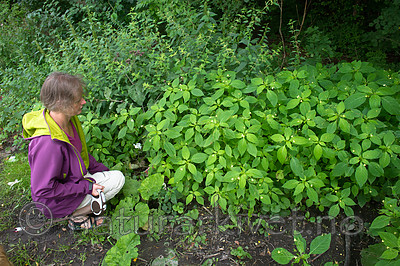 BB_20170812_0127 / Impatiens parviflora / Mongolspringfrø <br /> Urtica dioica / Stornesle <br /> Urtica dioica dioica / Brennesle
