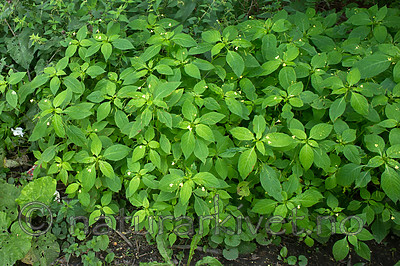 BB_20170812_0128 / Impatiens parviflora / Mongolspringfrø