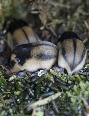 BB_20170902_0171 / Lemmus lemmus / Lemen