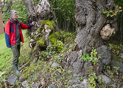 BB_20170908_0033 / Tilia cordata / Lind