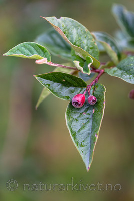 BB_20170911_0021 / Cotoneaster moupinensis / Mørkmispel