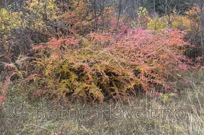 BB_20171030_0006 / Cotoneaster divaricatus / Sprikemispel